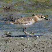 Javan Plover