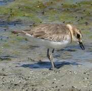 Javan Plover