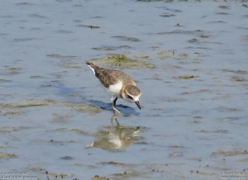 Javan Plover, identification, Behaviour