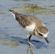 Javan Plover