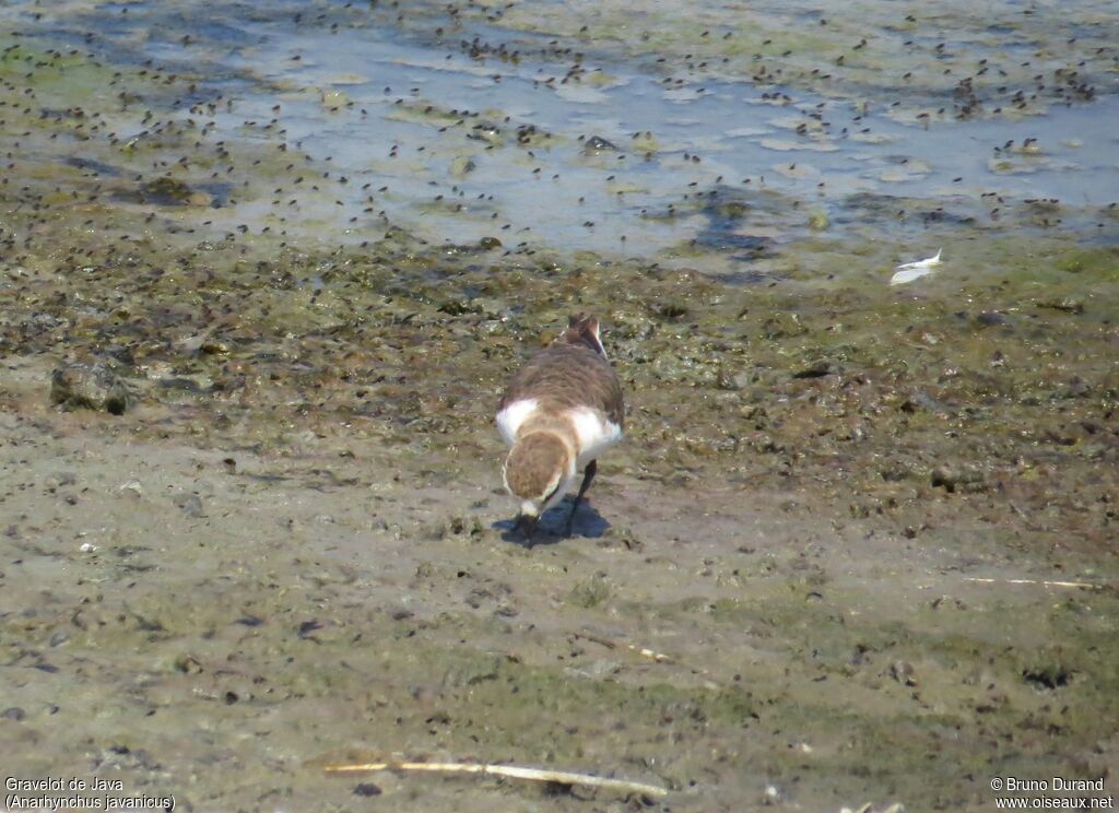 Javan Ploveradult, identification, feeding habits