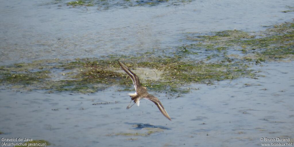 Javan Ploveradult, Flight