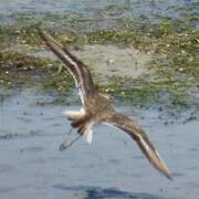 Javan Plover