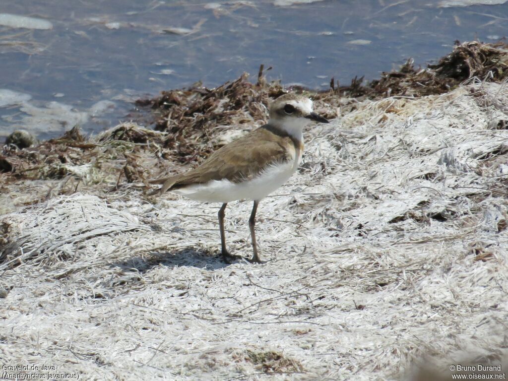 Javan Ploveradult, identification