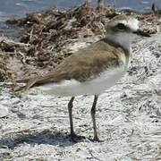 Javan Plover