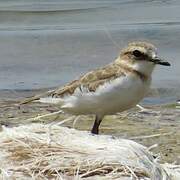 Javan Plover