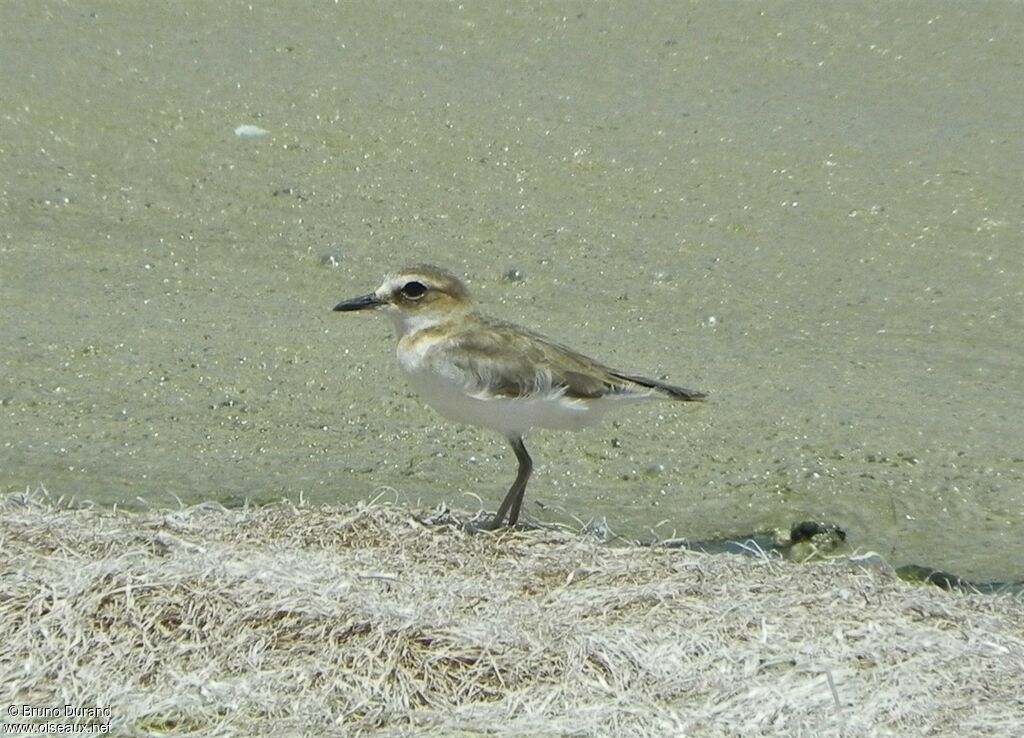 Javan Plover, identification, Behaviour