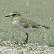 Javan Plover