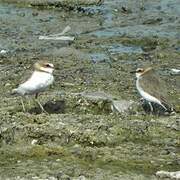 Javan Plover