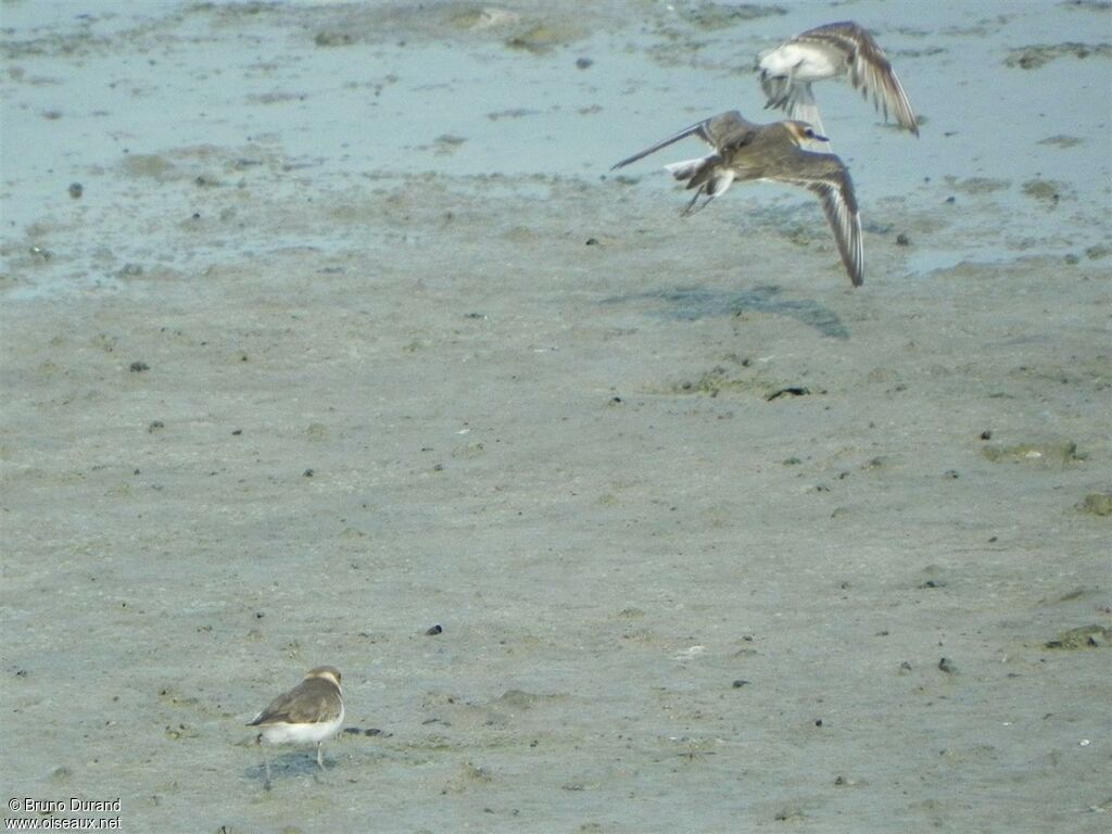 Javan Ploveradult, identification, Behaviour