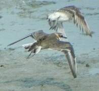 Javan Plover