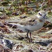 Javan Plover