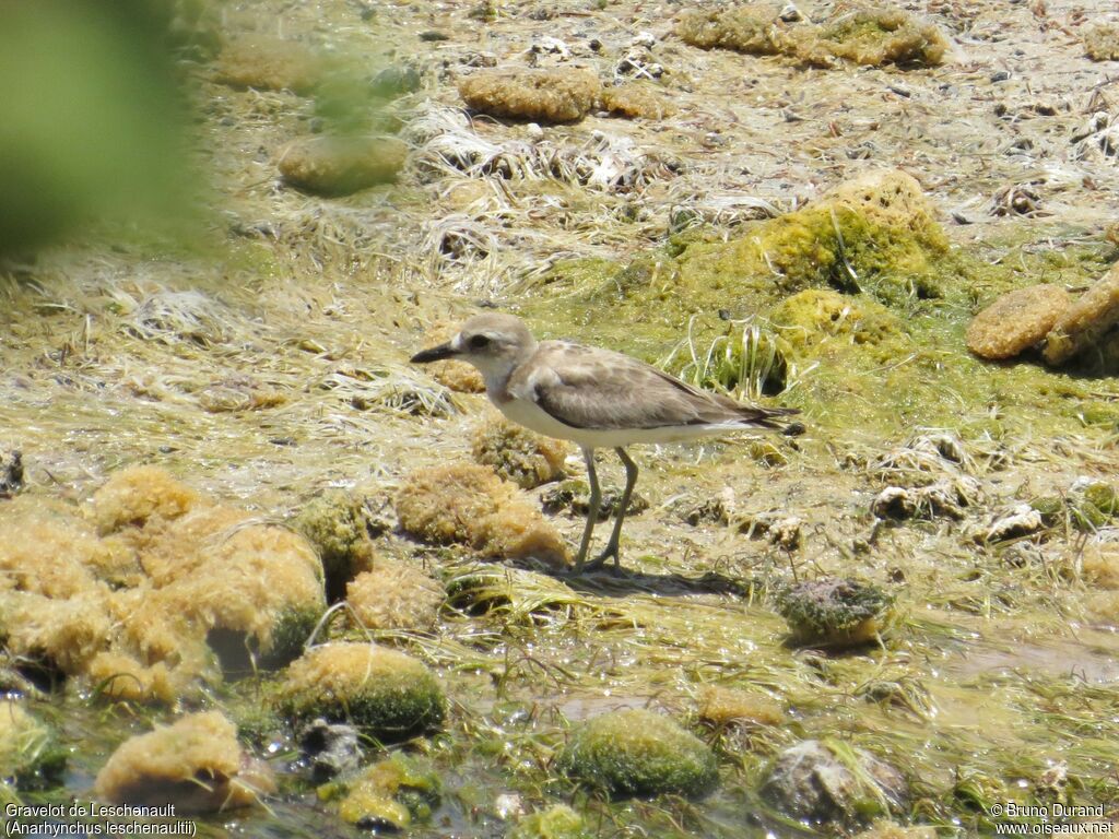 Gravelot de Leschenaultadulte internuptial, identification