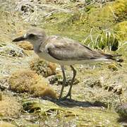 Greater Sand Plover