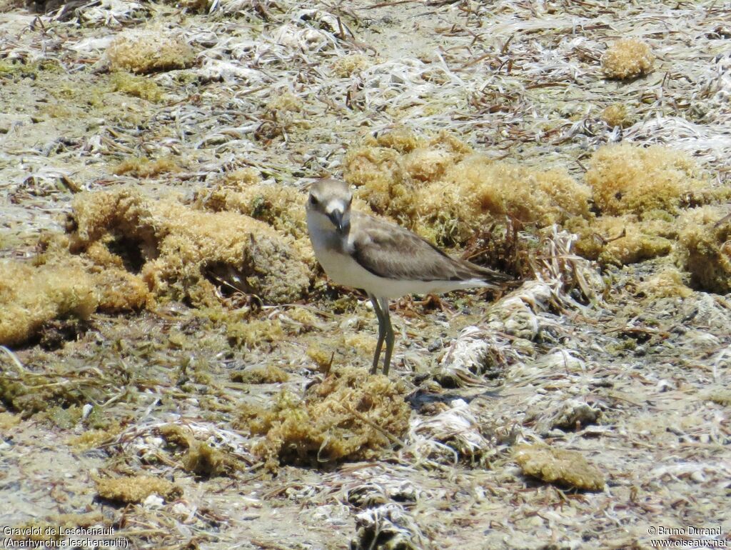 Greater Sand Ploveradult post breeding, identification