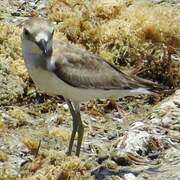 Greater Sand Plover