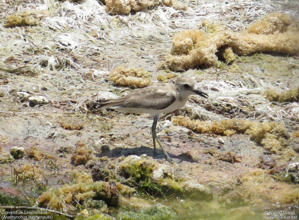 Gravelot de Leschenaultadulte internuptial, identification