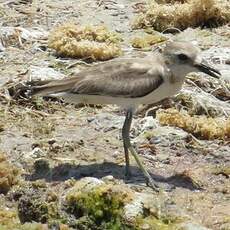 Gravelot de Leschenault