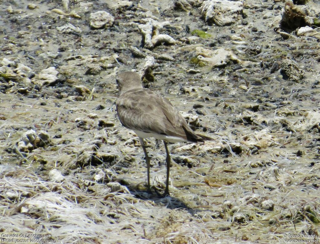 Greater Sand Ploveradult post breeding, identification