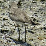 Greater Sand Plover