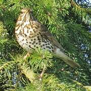 Song Thrush