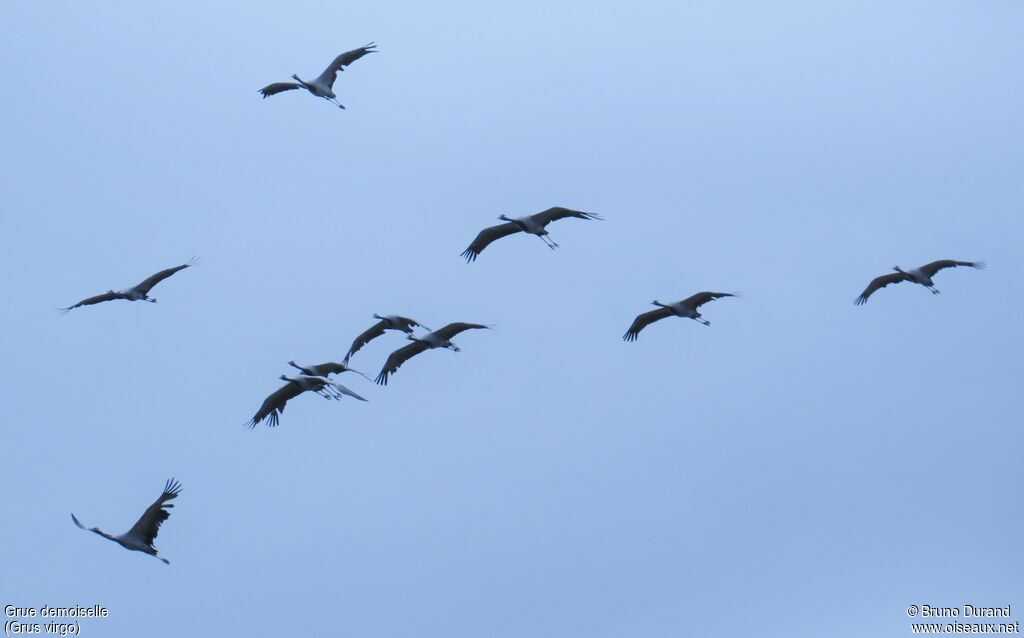 Grue demoiselle, Vol