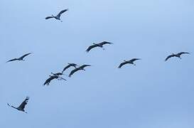 Demoiselle Crane