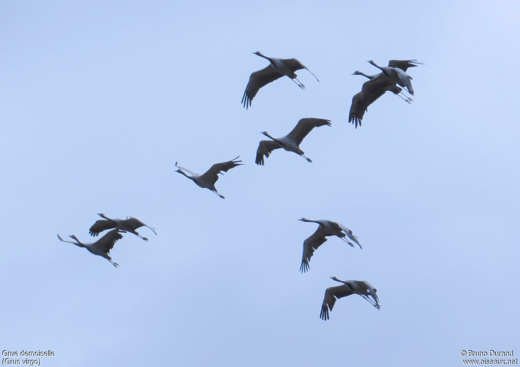 Demoiselle Crane, Flight