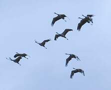 Demoiselle Crane