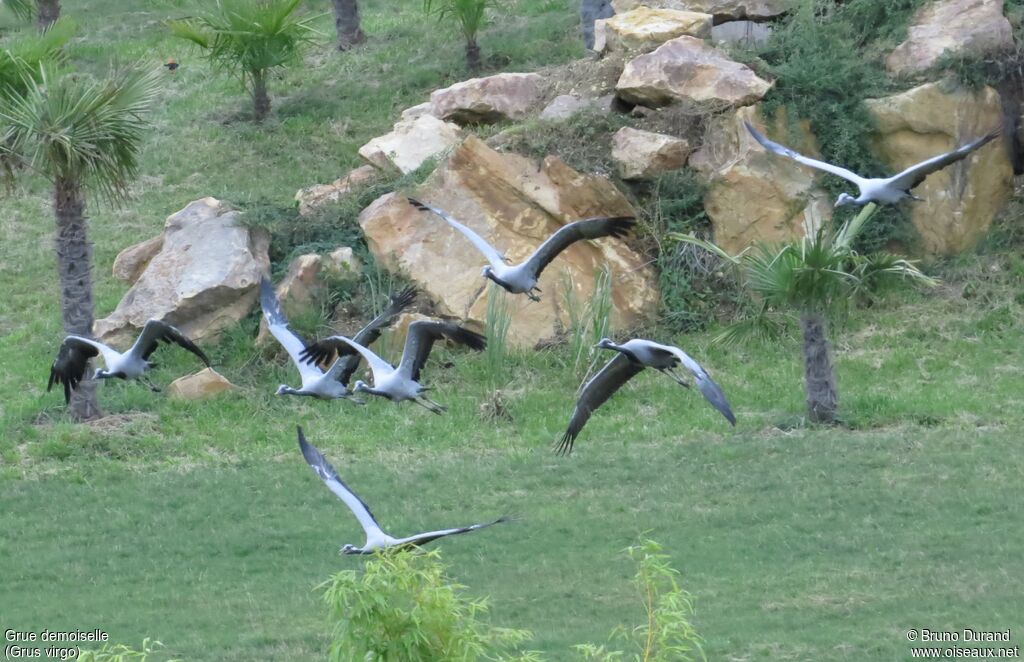 Demoiselle Crane, Flight