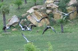 Demoiselle Crane