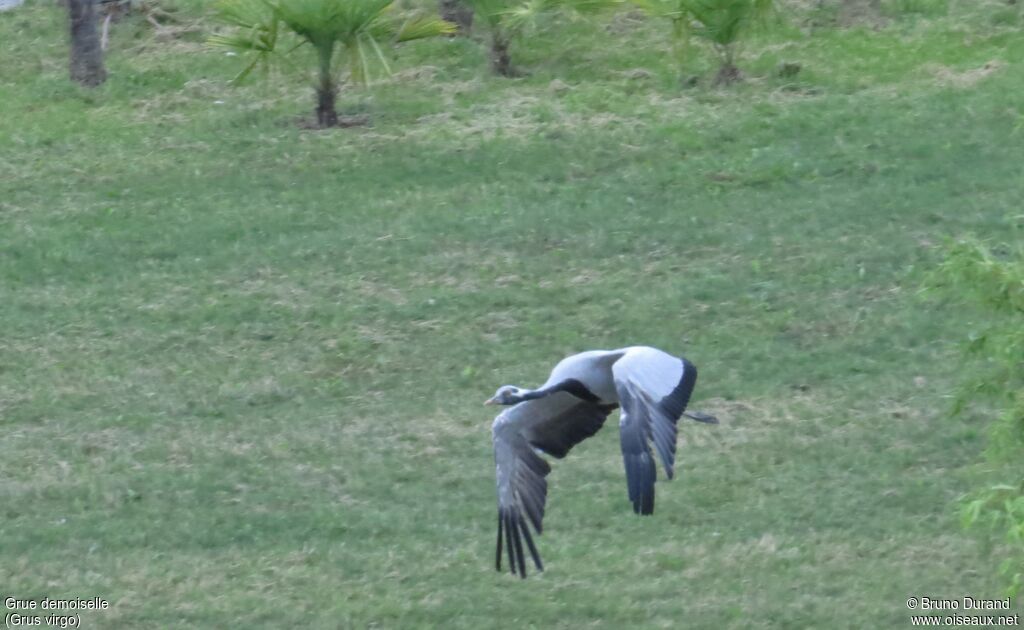 Demoiselle Crane, Flight