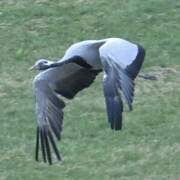 Demoiselle Crane