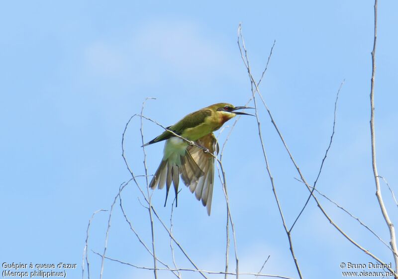 Blue-tailed Bee-eater, identification, Behaviour