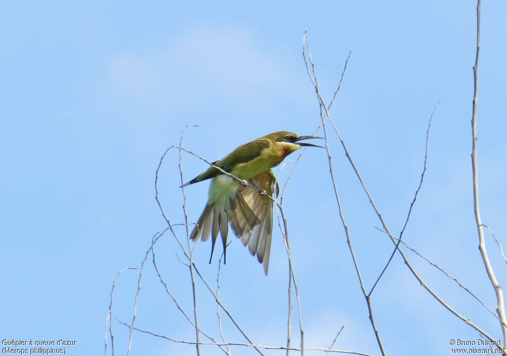 Blue-tailed Bee-eater, identification, Behaviour