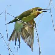 Blue-tailed Bee-eater