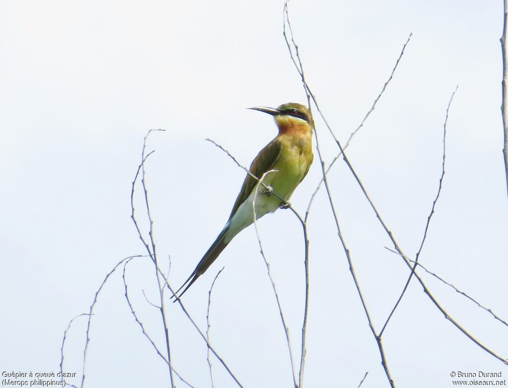 Blue-tailed Bee-eater