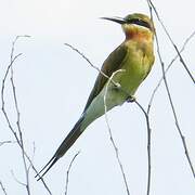 Blue-tailed Bee-eater