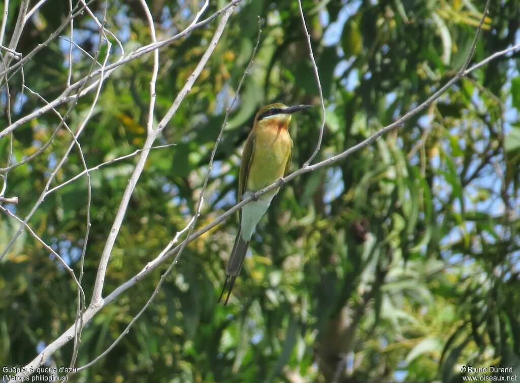 Blue-tailed Bee-eater