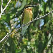 Blue-tailed Bee-eater