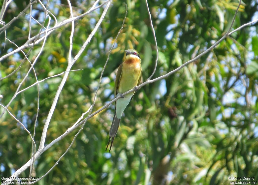 Blue-tailed Bee-eater, identification, Behaviour