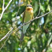 Blue-tailed Bee-eater