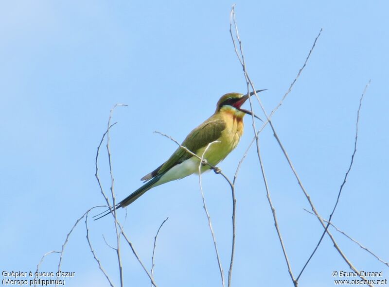 Blue-tailed Bee-eater, identification, Behaviour