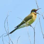 Blue-tailed Bee-eater