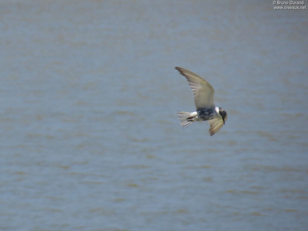 Whiskered Tern, Flight