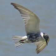 Whiskered Tern