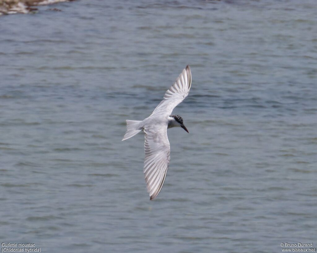 Whiskered Tern, Flight