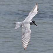 Whiskered Tern