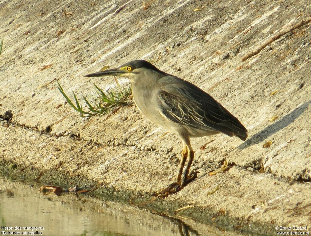 Héron des mangrovesadulte, identification