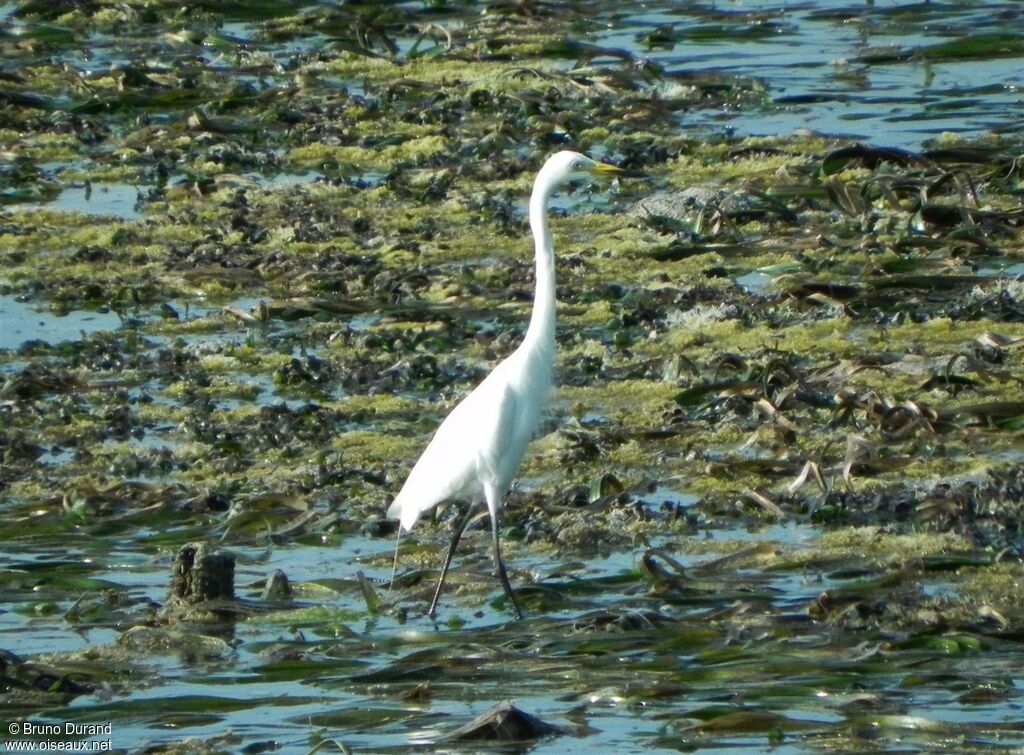 Intermediate Egretadult breeding, identification